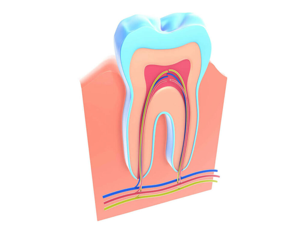 anatomy of a root canal